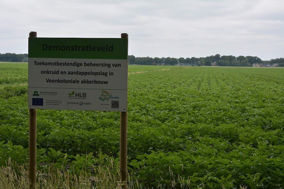 Het demonstratieveld van HLB bij het Drentse Witteveen.