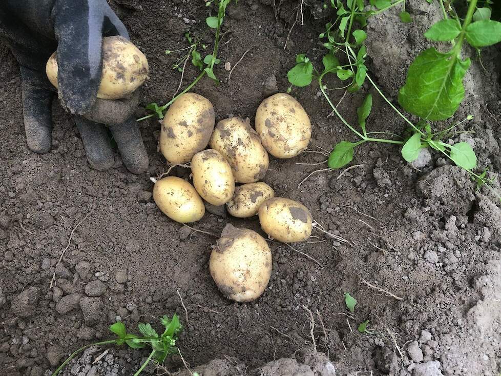 „De Doré-aardappelen vallen qua tal goed uit, gemiddeld over meerdere jaren bezien."