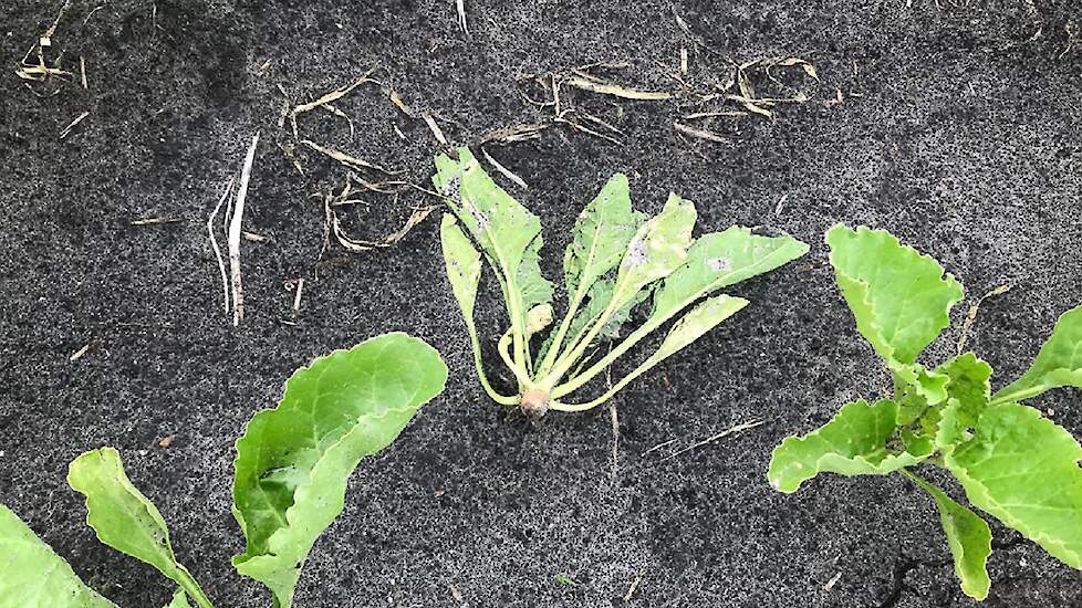 De schimmel Aphanomyces (afdraaiers) komt het meeste voor op zand-, dal en lichte zavelgronden.