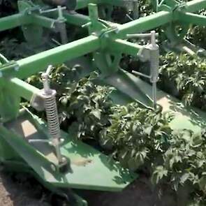 Mechanische onkruidbestrijding in aardappelen begint met vitaal en gezond pootgoed, zegt Stefan de Ruijter (CZAV). Een bekende machine is de Ecoridger. Deze werkt in twee stappen: eerst schrapen de afschraapelementen een dunne laag grond en het aanwezige