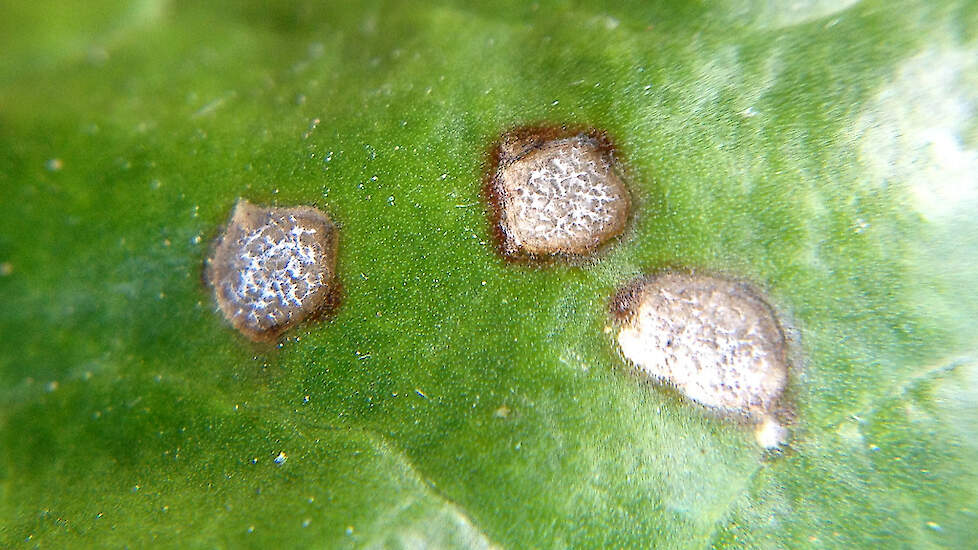 Drie bladvlekken veroorzaakt door cercospora. Kenmerkend zijn de witte sporen op de zware sporendragers (bolletjes).