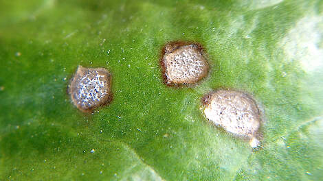 Drie bladvlekken veroorzaakt door cercospora. Kenmerkend zijn de witte sporen op de zware sporendragers (bolletjes).