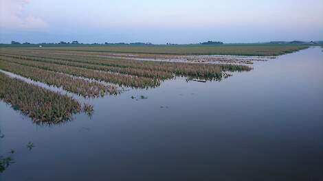 Een tulpenveld in de buurt van Schagen staat onder water na de hoosbuien van 18 en 19 juni.