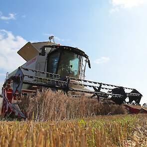 De oogst is naar tevredenheid. „8 Ton per hectare, dat is goed voor de zandgronden in de Achterhoek.” Het vochtgehalte komt uit op 12,1 procent.