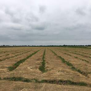 Het gras heeft één week in het zwad gelegen.