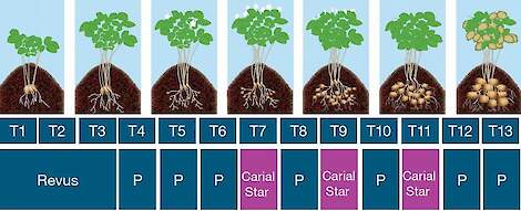 Schem bespuiting Phytphthora en Alternaria