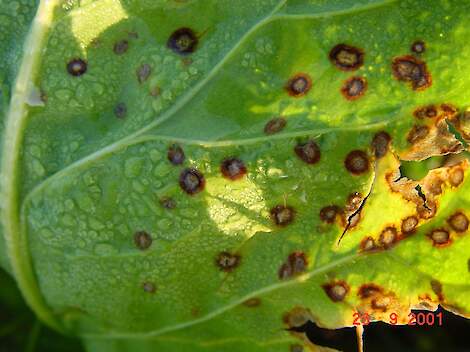 Cercospora bladvlekken in bieten