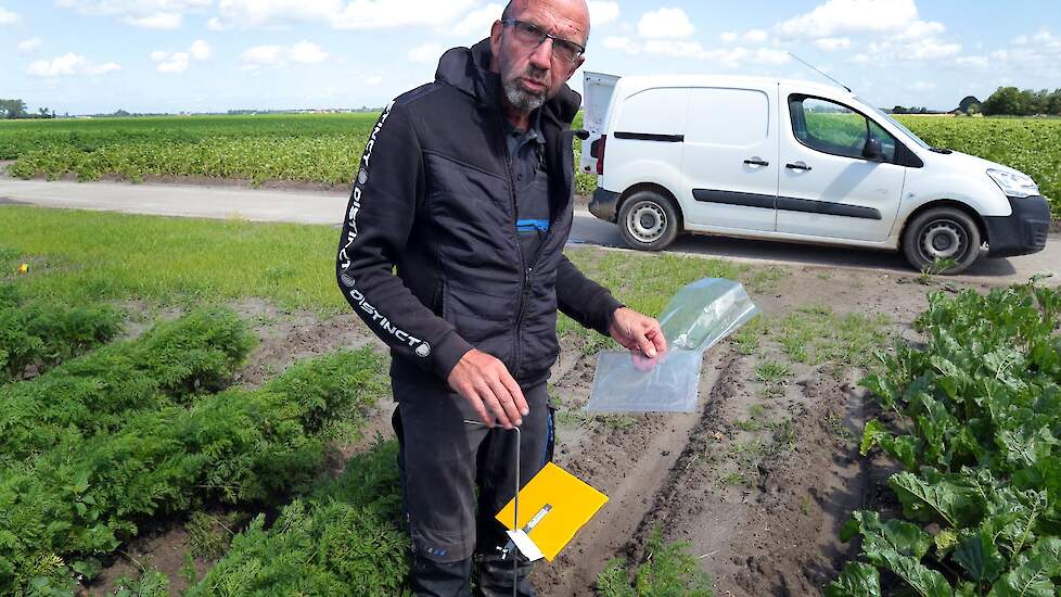 Kees Maliepaard werkt voor De Groene Vlieg van de HLB group. Hij een keer per week de plakstrips. Vervolgens worden deze in het laboratorium onderzocht op de wortelvlieg en krijgen de telers op basis hiervan een advies gegeven.