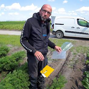 Kees Maliepaard werkt voor De Groene Vlieg van de HLB group. Hij een keer per week de plakstrips. Vervolgens worden deze in het laboratorium onderzocht op de wortelvlieg en krijgen de telers op basis hiervan een advies gegeven.