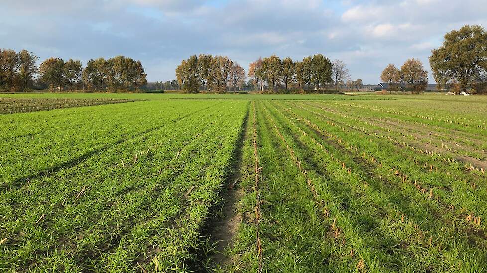 Systeem Gangbaar. Links op de foto: Nazaai wintergerst 50 kg per ha met zaaibak op cultivator op 18 september 2020. Rechts: onderzaai Italiaans raaigras zaai 17 juni 2020.