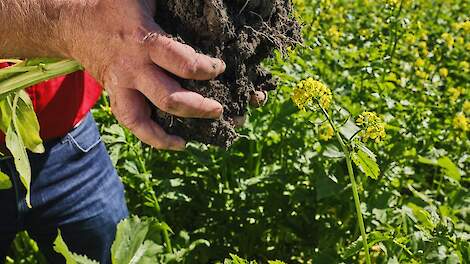 Welke groenbemester kiezen bij late zaai
