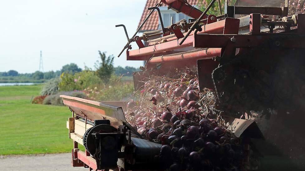 De rode uien zijn van het ras Romi. Vermue teelt de 6 hectare rode uien vrij. „Ik heb één vracht verkocht, want die paste niet meer in de cel. Dat viel al niet tegen.”