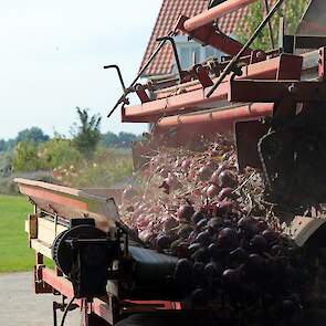 De rode uien zijn van het ras Romi. Vermue teelt de 6 hectare rode uien vrij. „Ik heb één vracht verkocht, want die paste niet meer in de cel. Dat viel al niet tegen.”