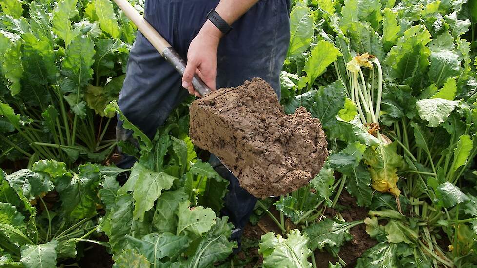 Goede grond na zomerploegen en zonder groenbemester