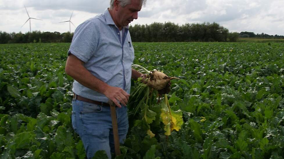 Mooie biet na rotorren en groenbemester