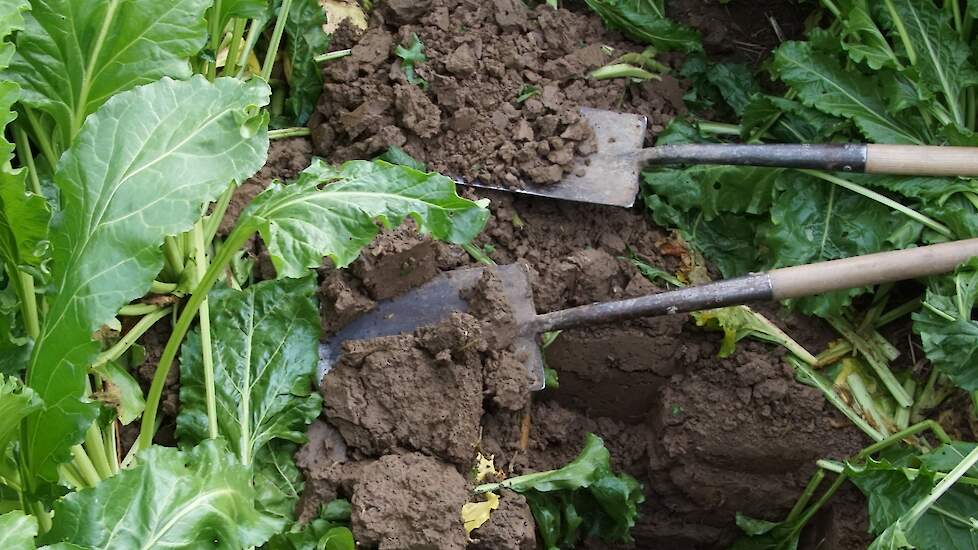 Te weinig leven en structuur na te laat gezaaide mix van groenbemesters