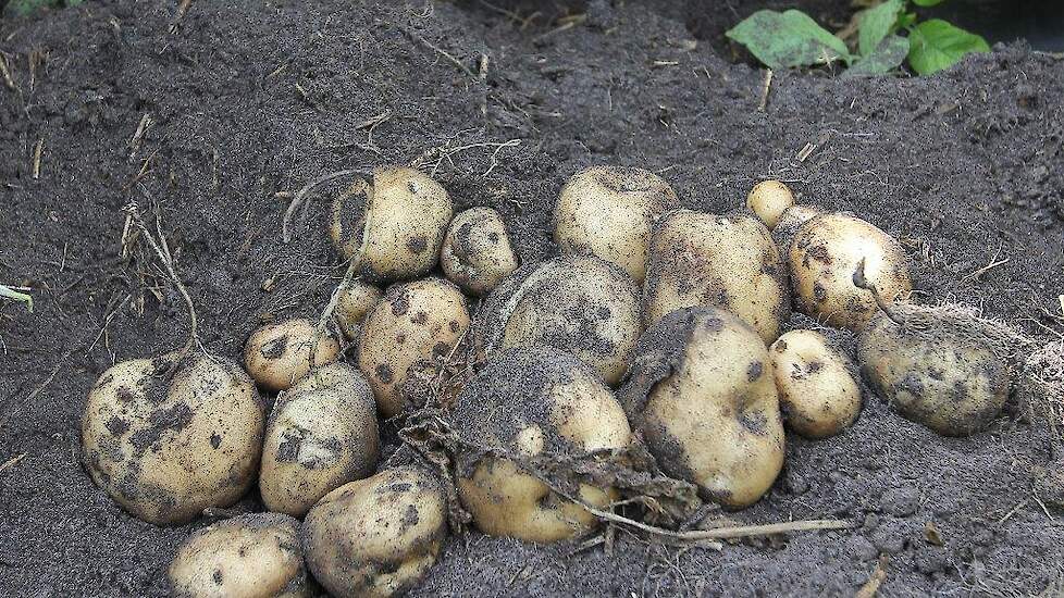 VTA: Gemiddeld is er sinds de meting in augustus 9,7 ton per hectare bijgegroeid.