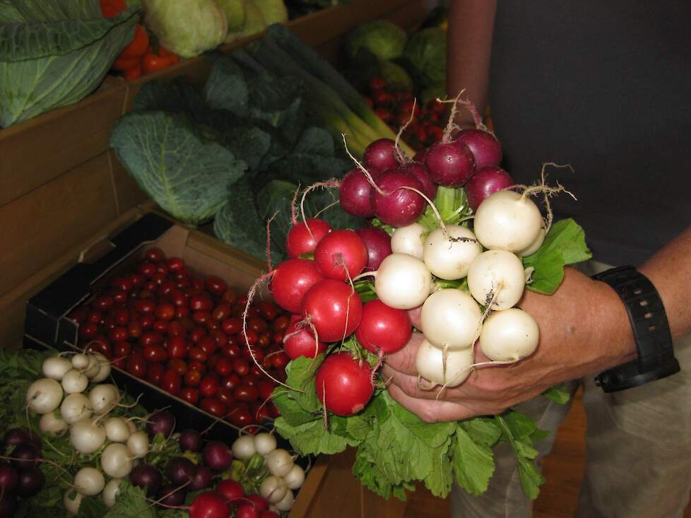 Een noviteit van Hazera: de radijs whitella, een witte radijs zonder groene schouders. Voor gebruik in de mix.