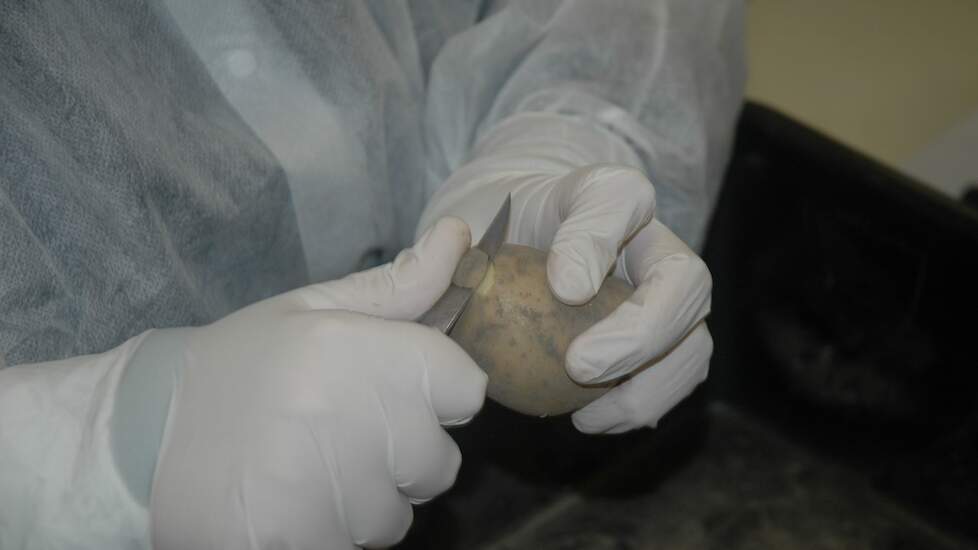 De NAK heeft het laboratorium waar de aardappelen worden gesneden uitgebreid.