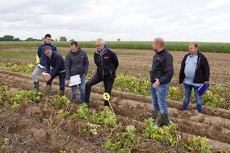 Gewasbeschermingsspecialisten van Cebeco Agrochemie, Agrifirm, CZAV en Alliance bespreken samen met Sjors Leermakers van Bayer de proefveldresultaten in Dordrecht.