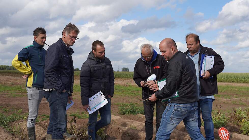 Sjors Leermakers (rechts op voorgrond) laat een aardappelstengel zien waarin zwarte spikkel zichtbaar is. De spikkels bevinden zich onder het schilletje van de stengeldelen die net onder grond zitten. Onder dit schilletjes is wit schimmelpluis te zien met