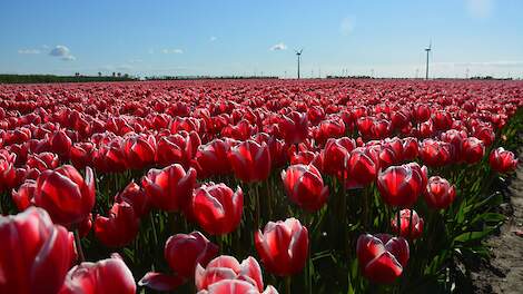 Bloeiende tulpen