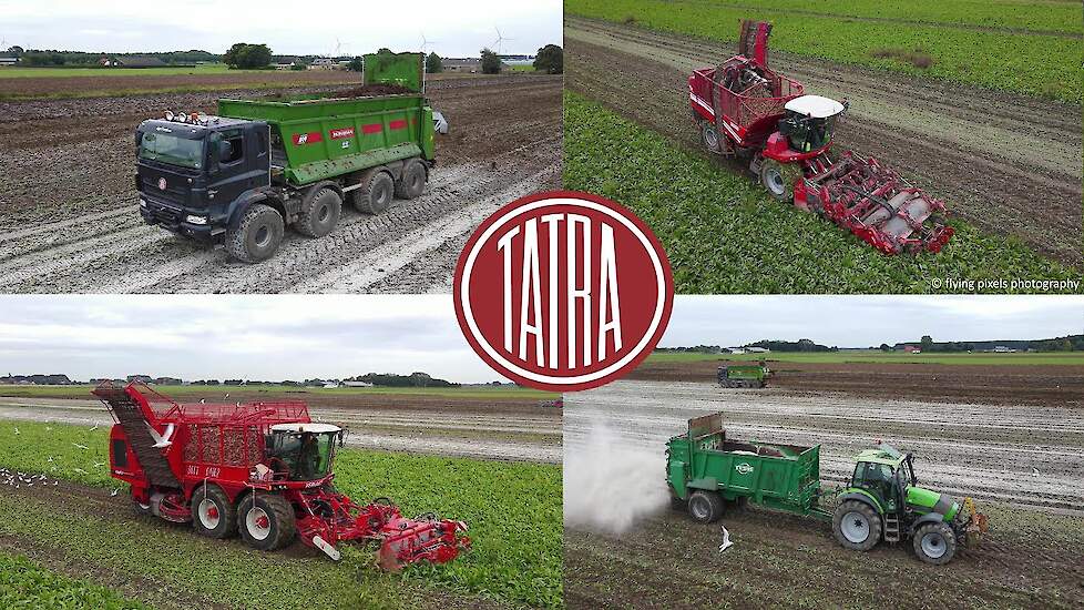 Chicorei rooien | Chicory harvest | Vervaet Evo 625 | Grimme ReXor 620 | Tatra Phoenix 8x8 Agritruck