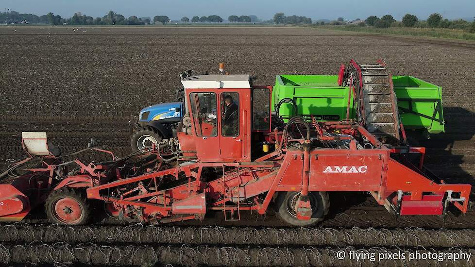 Aardappels rooien | Potato harvest | Kartoffeln roden | AMAC ZM2 | New Holland | Miedema | 2021