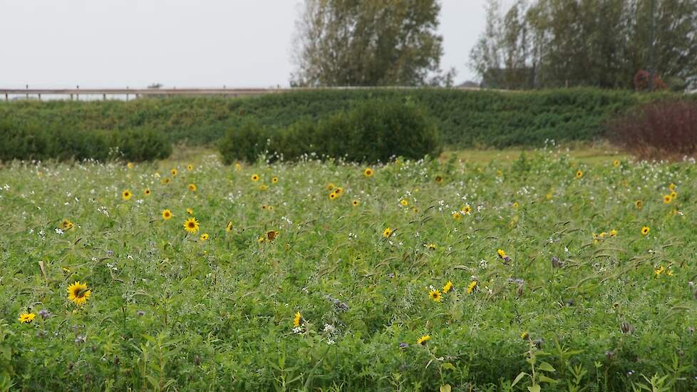 Eigen groenbemestersmensel Westmaas