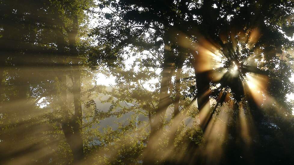 Column: Karin Bergmans-Elshof: Hete herfst