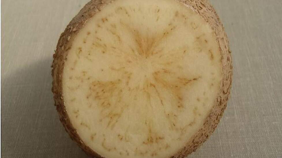 Aangetaste aardappelknollen zijn te herkennen aan de strepen die zichtbaar worden bij het doorsnijden van de knollen (vandaar de naam ‘zebra chip’).