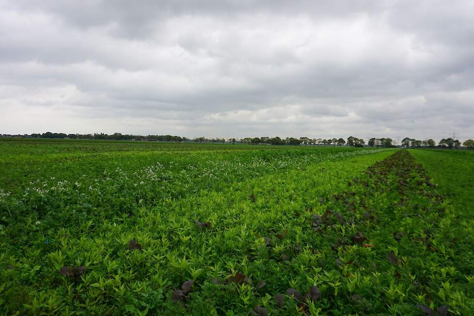 De verschillende groenbemestermengsels zijn in stroken ingezaaid.