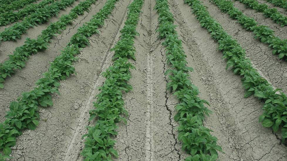 Aardappelrassen die voldoende resistent zijn tegen één meer pathotypes kunnen desondanks heel vatbaar zijn voor andere pathotypes.