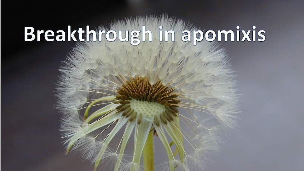 Gene discovered crucial to making crop plants produce clonal seeds (paper in Nature Genetics)