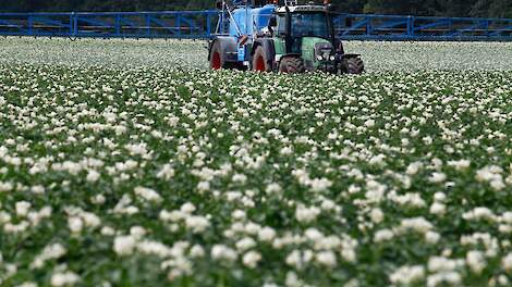 In phytophthora-resistente aardappelen kan de teler de eerste bespuiting langer uitstellen.