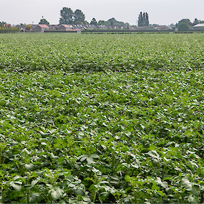 Aardappelveld