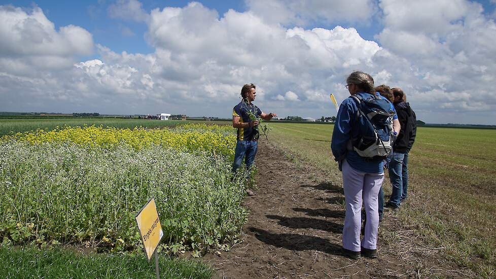 Agrifirm geeft uitleg over groenbemesters