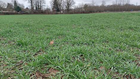 De groeiomstandigheden voor wintertarwe variëren per regio. In sommige gebieden is sprake van minder groeizaam weer.