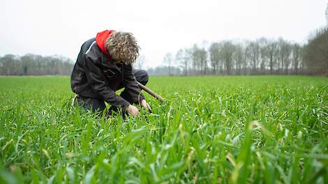 De grond bedekt houden, vindt Wage belangrijk. Ook na de bieten zaait hij standaard een groenbemester, zelfs als de oogst pas eind november is. Hij gebruikt hiervoor 60 à 70 kilo rogge per hectare.