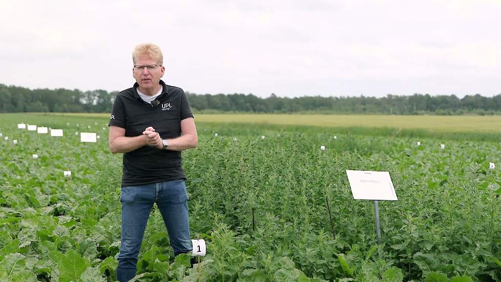 Herbicidenproef in suikerbieten met METAFOL SUPER en CORZAL SE