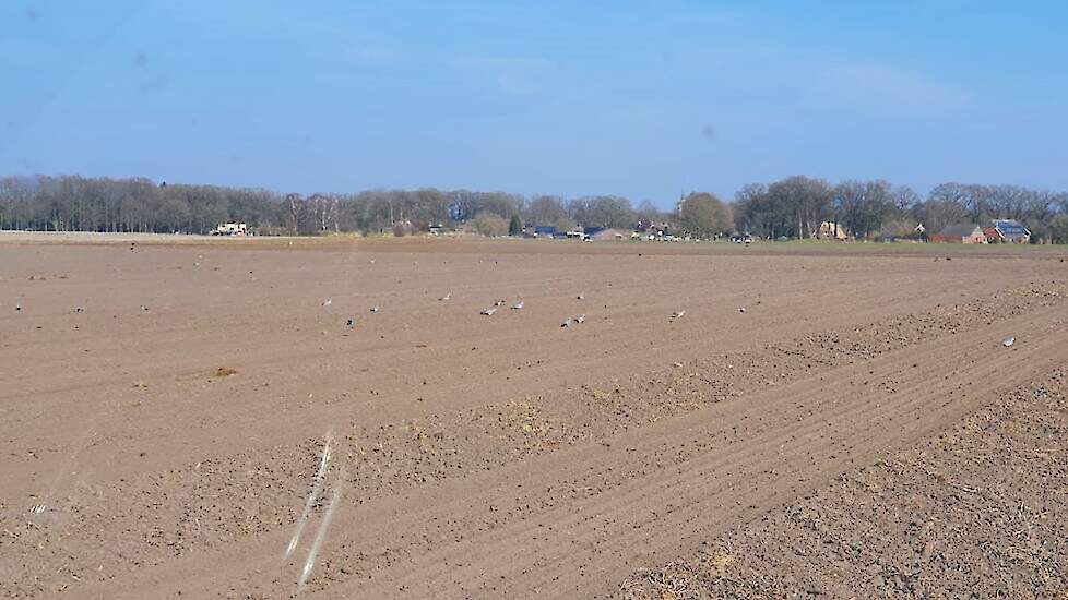Duiven op een perceel pas gezaaide brouwgerst.