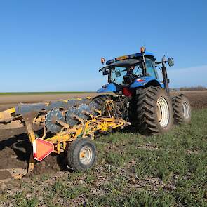 Voor het poten uit wordt groenbemester ondergeploegd. Kroes heeft hier kippenmest over uit laten rijden. Dat de ploegtrekker ook op breed spoor staat, is puur toeval, geeft medewerker Alexander Plasschaert aan. „Er zitten normaal andere banden onder deze