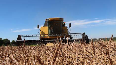 Steeds meer granen van Nederlandse akkers moeten als basis dienen voor Nederlands brood, zoals in Limburg reeds vele jaren het geval is met Kollenberger Spelt.