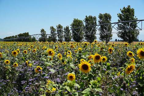 Proef met zonnebloemen en phacelia, onder beregening.