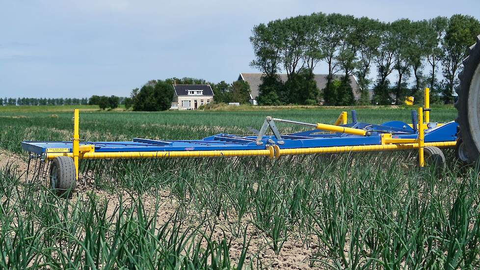 Mechanische onkruidbestrijding in zaaiuien is lastig. Met de juiste afstelling is er toch veel mogelijk met eggen, wieders en schoffels.