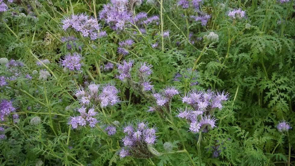 Phacelia