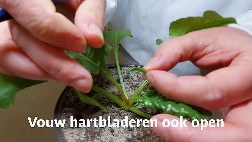 Controle bietenperceel op groene bladluizen