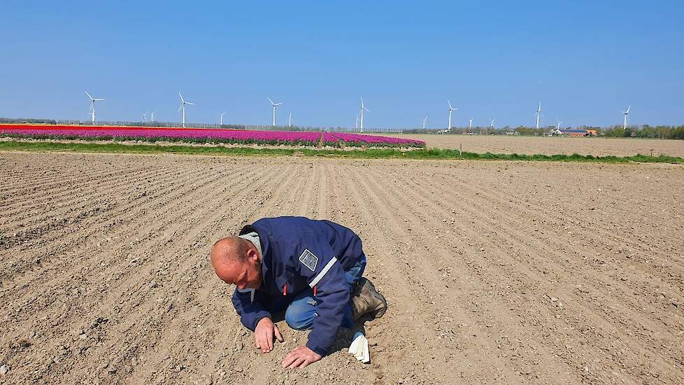 28 april: Remy Metselaar controleert de zaaidiepte.