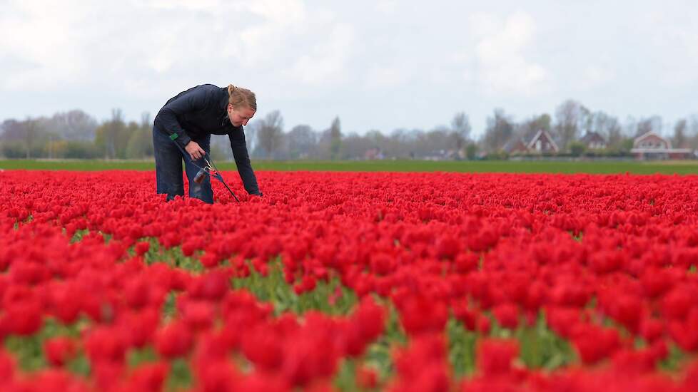 De bloemen worden gecontroleerd of ze virussen bevatten. In de meeste gevallen gaat dat om het virus TBV, nu wordt er gecontroleerd op het virus TVX.