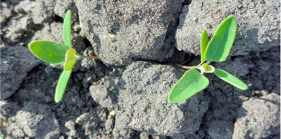 Foto: melganzevoet met begin vier echte blaadjes